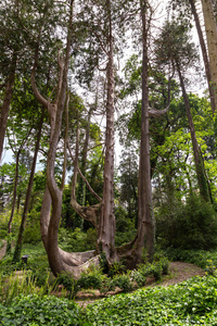 葡萄牙辛特拉佩纳天然森林公园图片