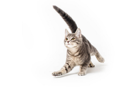 奔跑的猫可爱的灰色小猫在玩耍和奔跑照片
