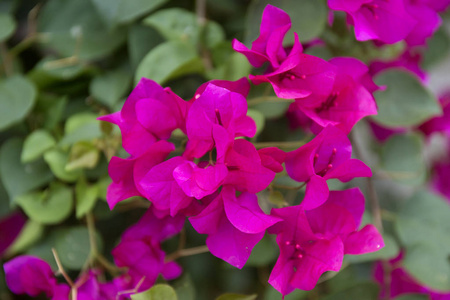 盛开的紫红色图片