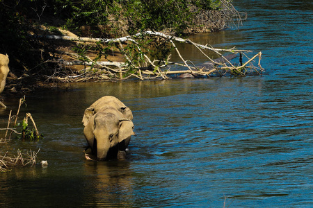 泰国,大象在河里戏水照片