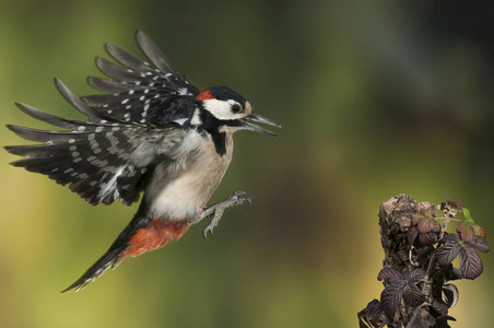 飞行大斑点啄木鸟照片