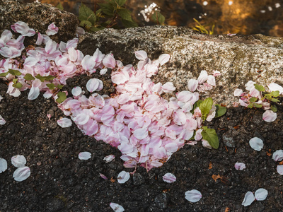 樱花花瓣落在室外的地面公园照片