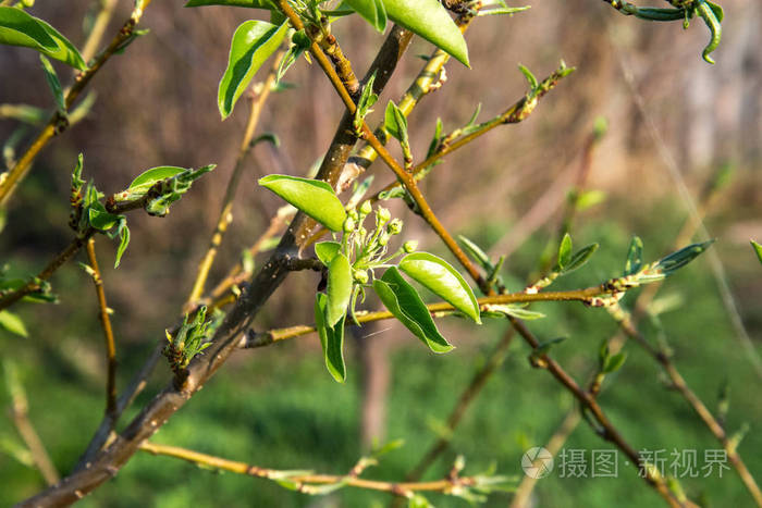 果树开花前发芽苹果树和梨树在开花前关闭花蕾在春季水果园做水果生意