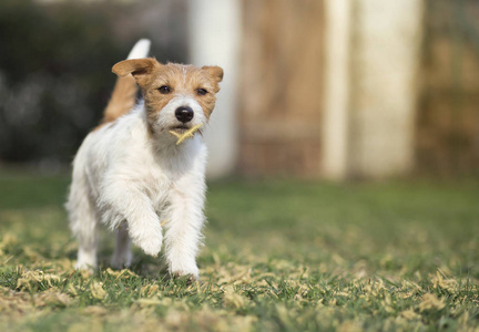 宠物狗玩耍快乐奔跑的宠物狗在草地上玩耍照片