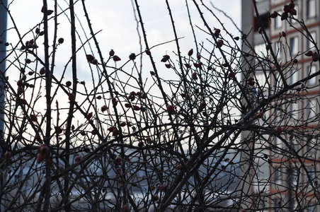 冰冻的荆棘树枝灰色天空背景图片