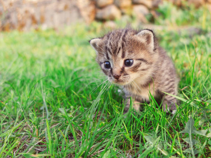 可爱的小斑猫走在绿色的草地上
