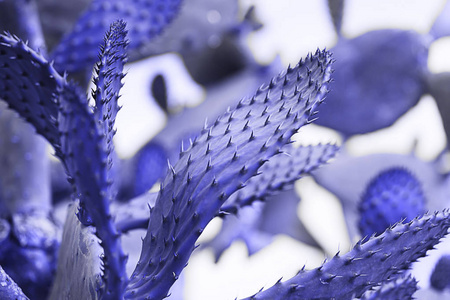 蓝色调开花的树带刺的仙人掌.蓝色调照片,水平照片