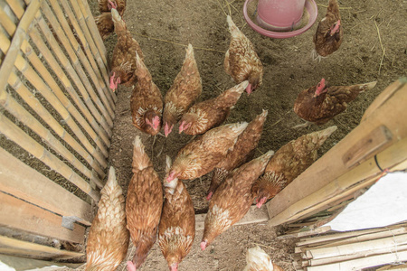 传统自由放养家禽养殖图片