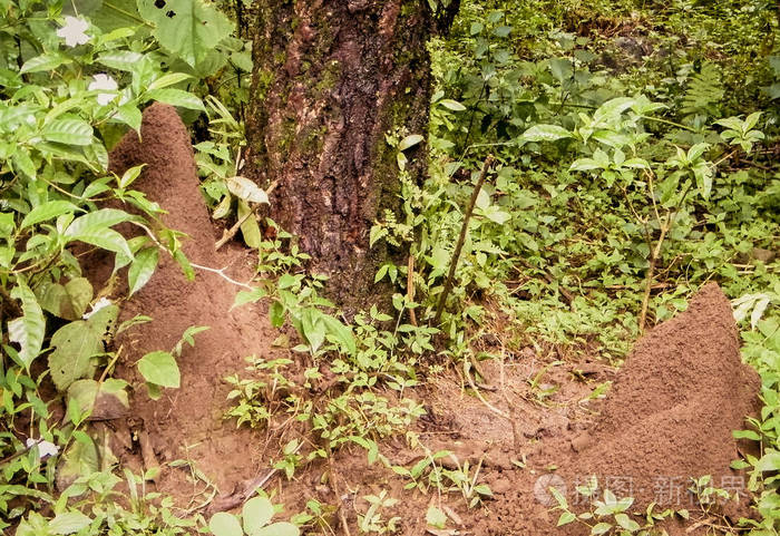 雨林中树旁的地下蚂蚁窝数以百万计的蚂蚁生活在这个殖民地里它的形状