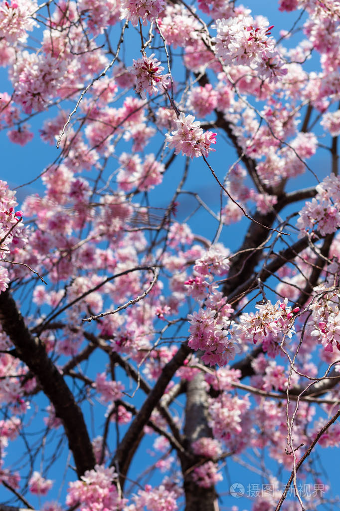 日本京都樱花节