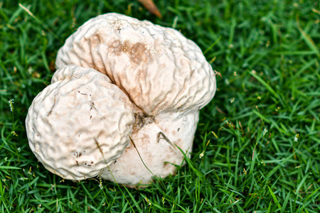 脑瓜脑瓜是蘑菇的一种.照片