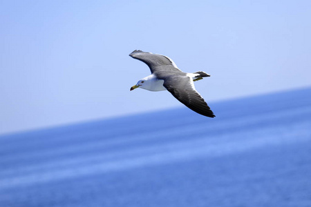 海鸥在蓝色的海面上飞翔图片