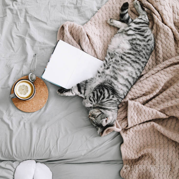 可爱的猫在家睡觉.在温暖柔软的床上,书和一杯带家居装饰的柠檬茶.