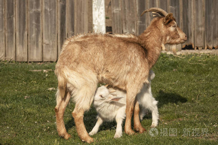 山羊妈妈在谷仓外喂刚出生的孩子乡村旅游理念