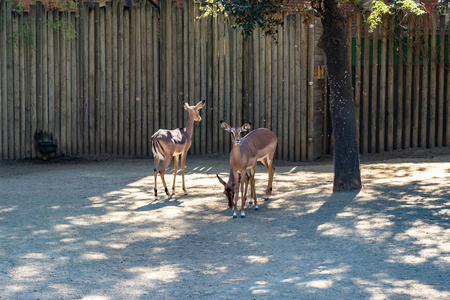 巴塞罗那动物园里的黑脸黑斑羚图片