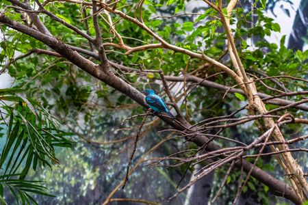 巴塞罗那动物园的白领翠鸟图片