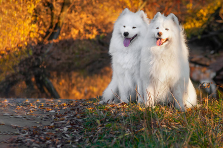 两个美丽的肖像西伯利亚萨莫耶德哈士奇狗在公园秋天日落照片