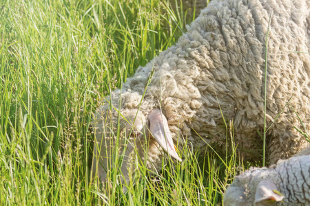 白色毛茸茸的羊群在绿地上吃草图片