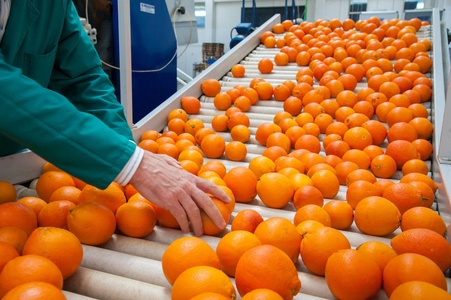 塔罗科血橙柑橘类水果的加工照片