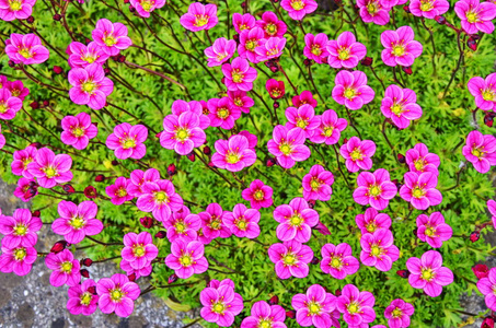 很多的绿色植物图片