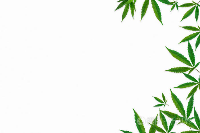 白色背景下鲜绿色叶半框隔离照片-正版商用图片2jdyif-摄图新视界
