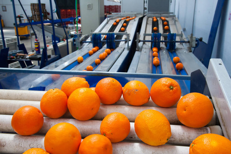 柑橘加工柑橘类水果的加工照片