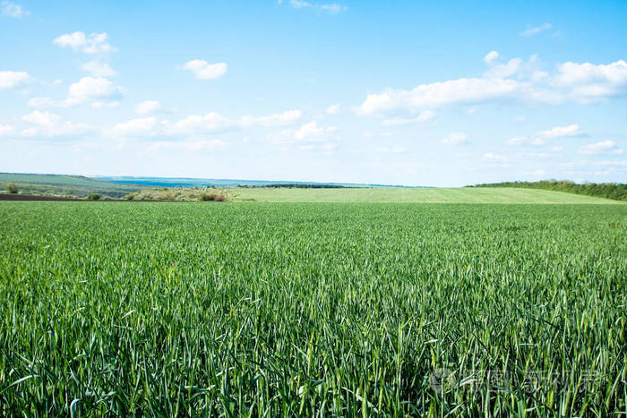 绿油油的田野里发芽的麦苗让人毛骨悚然