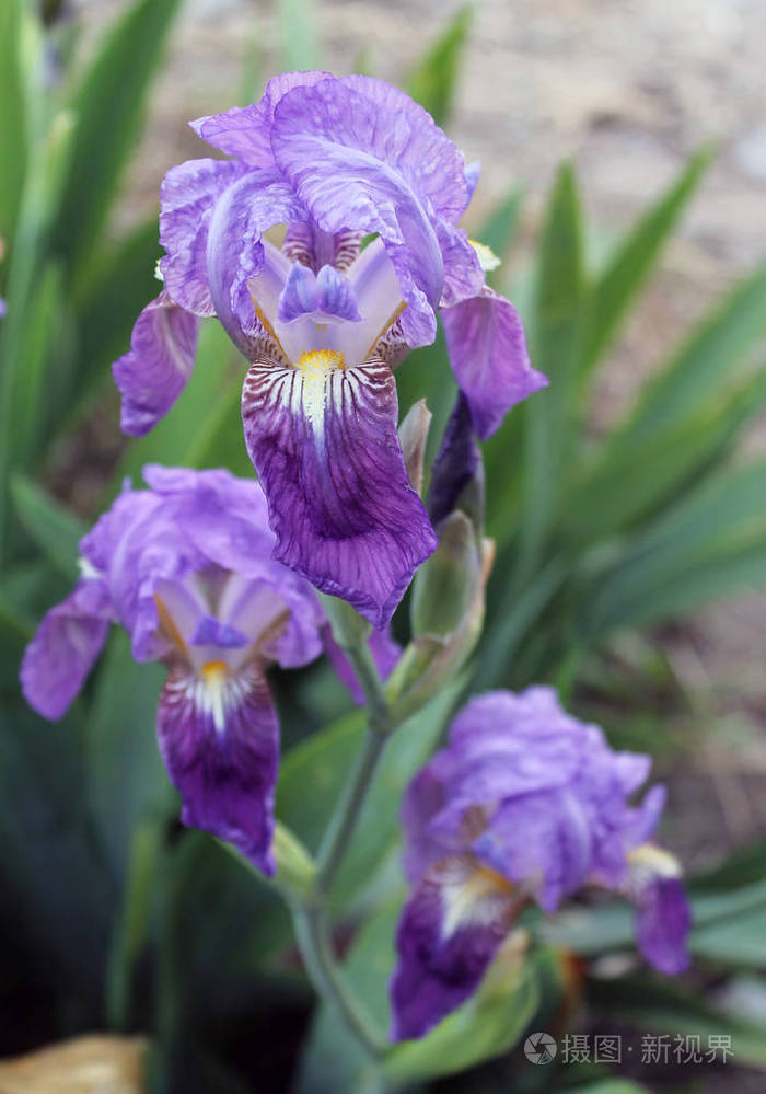 鸢尾花特写美丽的紫色花朵盛开在一个清爽的春天早晨