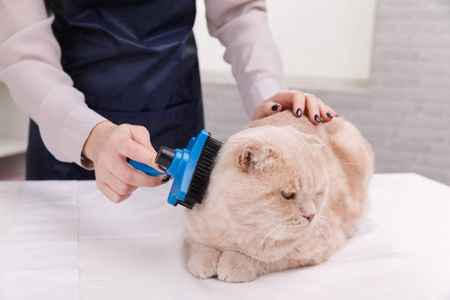 美容美发大师在白色背景上让猫在桌子上梳洗照片