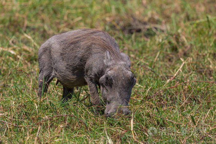 绿色草原上的一只小疣猪phacochoerosaethiopicus