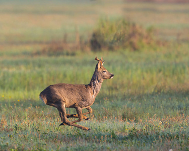 在绿草中奔跑的小羚羊照片