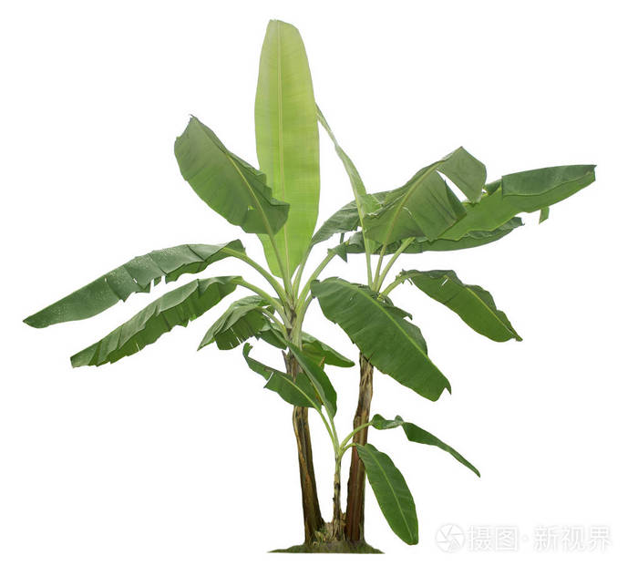 白色背景上隔离的香蕉树有修剪路径