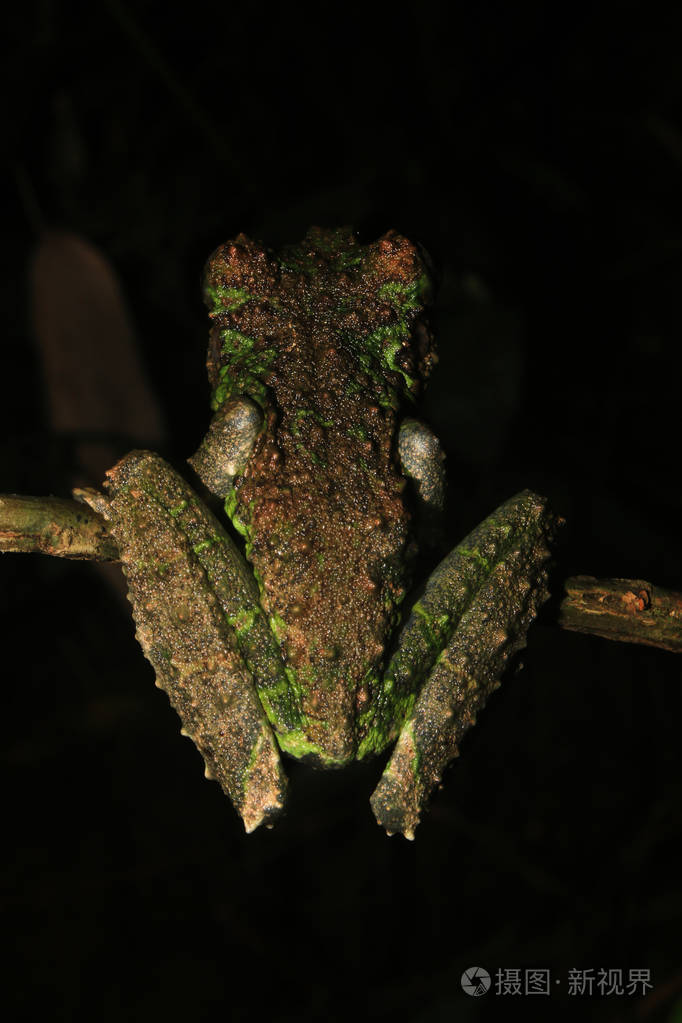 棕绿色树蛙属树蛙的背部长着类似苔藓的头骨