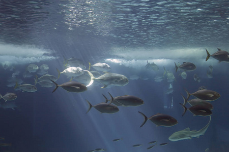 水族馆大银鱼河马鱼图片