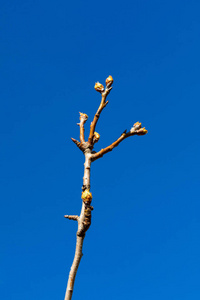 苹果芽和生长在苹果树上的芽的特写镜头.阳光明媚的春天.照片
