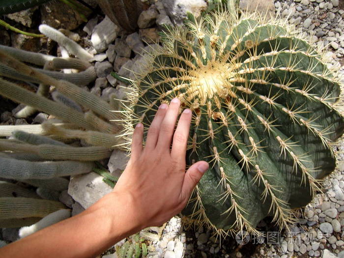 雄性手触摸仙人掌刺球状圆形仙人掌植物干旱岩石巨大的习惯绿色干燥