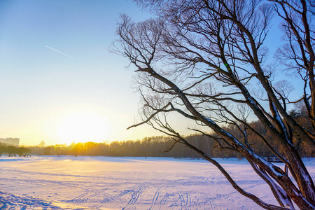 在树中的彩色的吊床图片-在树中的彩色的吊床素材-在树中的彩色的吊床