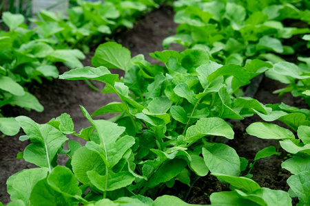 在农民的农场种植萝卜.春季种菜照片