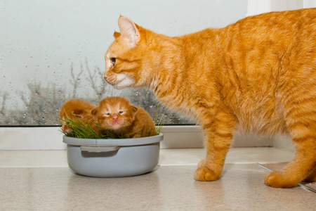 小瞎子宠物特写.猫妈妈把小猫叼在嘴里照片