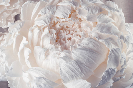大白纸大纸花.大白芍.柔和的花卉背景图案.瓦楞纸做成的花照片