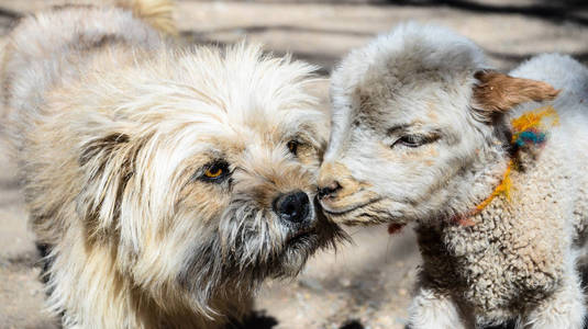 一只可爱的流浪狗和绵羊与波基亲吻的肖像照片