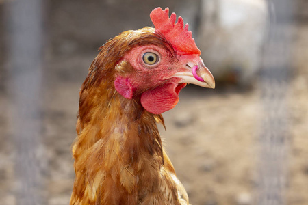 喙鸟嘴鸟嘴上有刺的褐色鸡的肖像.照片