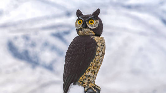 雪景建筑一栋建筑物的雪景屋顶,在冬天可以看到一个猫头鹰雕塑照片