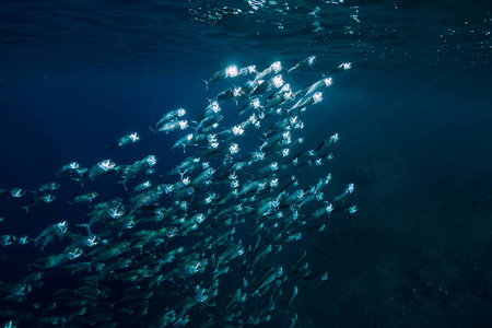 金枪鱼鱼群图片