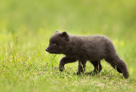 草地上的北极狐幼仔特写图片