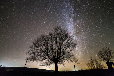 黑色星空下的黑树照片