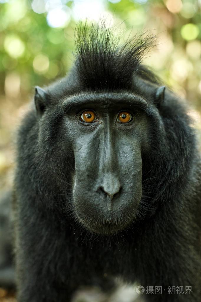 特写肖像.特有的黑冠猕猴或黑猿.自然栖息地.