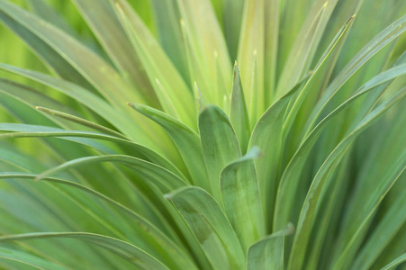 绿叶局部植物特写宏图片