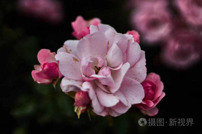 玫瑰 天竺葵 美女 花的 花园 美丽的 特写镜头 园艺 粉红色