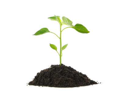 小植物树苗图片